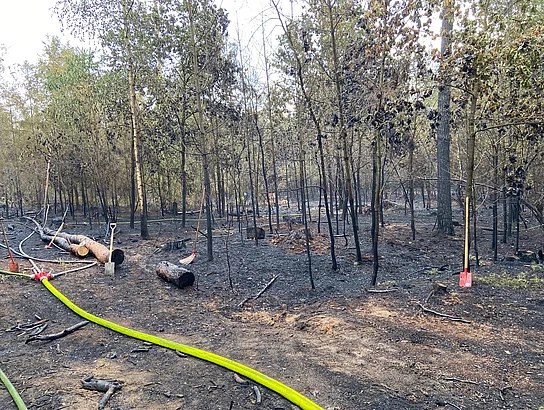 Wald mit verkokelten Bäumen und Erde