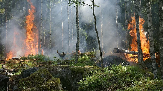 Wald, Bäume brennen